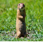 gopher games