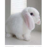 Bunny twins Celebration!!