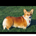 Corgis hangout
