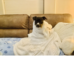 Aris DoGgY gRoUp