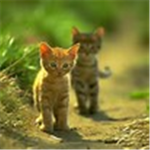 Cat Lovers!.