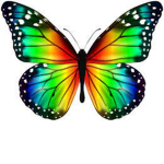 BUTTERFLY BOWTIQUE
