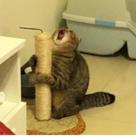 Cat club :P :P :P