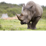 rhinos