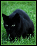 BLACK CATS ROCK!