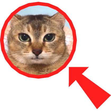 Cat Meme - Mei Mei