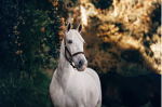 Hearts_for_horses