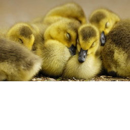 The Bonus Ducks Revenge:The Big Battle.