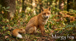 Margy fox