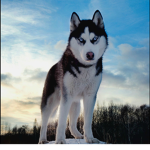 Huskies united