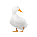 Duck group Sweden