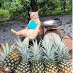 pineapple juice crew