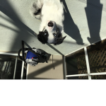 The dog and puppy fan group!