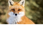 Fox fan club...