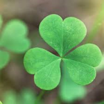 The Good Luck Clover's