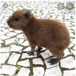 Mr capybara