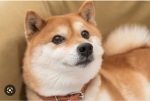 Dogerules