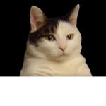 The Kitty Empireㅤㅤㅤ