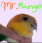 Mango Armyyyy