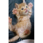 gato cat gato
