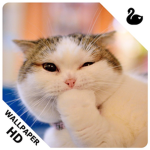 Meow group x