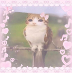 KittyKitten Fans