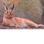 Its_Kitty!