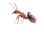 Ants United:)