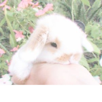 sunny~bunny