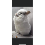 Las Chinchillas