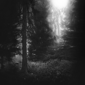 The Lonely Forest