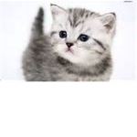 Baby kittens