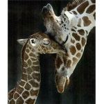 LOVE ANIMALS LOLZ