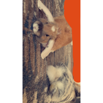 x.rabbits.x