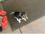 Official dog club!