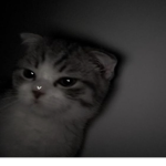 \_/\_/Hello kitty Kats! \_/\_/