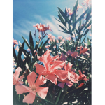 Zunflower Girls