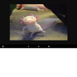 Axolotl axolotl Amazing axolotl