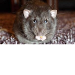Hear the rats Roar