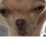 El g@t0