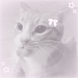 ʚɞ ⸝⸝