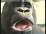 Gorillas junlge