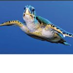 Team turtle squad save em