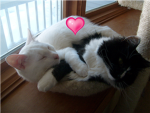 kitty cat lovers!