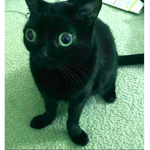 Black Cat Market