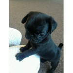 Puggy Cuties