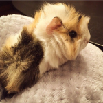 GUINEA PIGS ARE LIFE 123