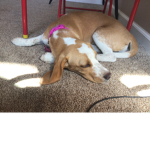I love dogs, they’re the best