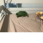 Turtles for ever123