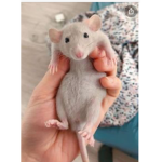 RIgHTsFOrRaTz